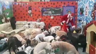 Santa Paws delivers toys to all the good doggies