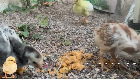 Satisfying video🐥Cute baby chicks🐥Beautiful Chicks