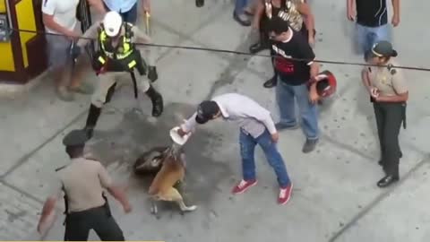 Pitbull vs Street Dog (Fight)