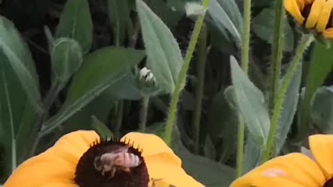 Busy collecting honey