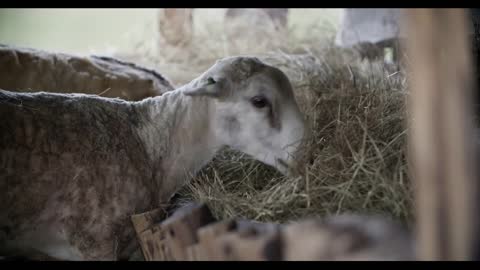 A group of sheep eats hay in the paddock. Sheep farm