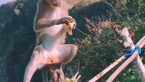 monkey playing