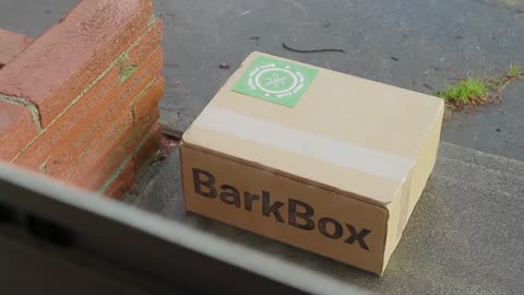 Barkbox review