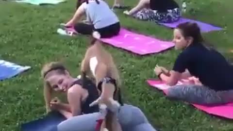 Goats intrude on a Yoga session