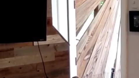 Boxer dog closing door