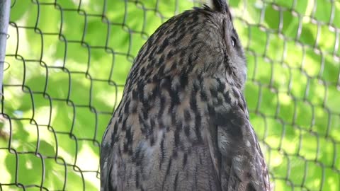 Owl sitting in the zoo behind the wire