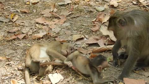 Funny animal #baby monkey play#103# love animals.