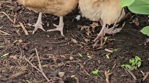 OMC! Bad camerawork but chickens are cute nevertheless! #chickens #cute #bad #camerawork #shorts