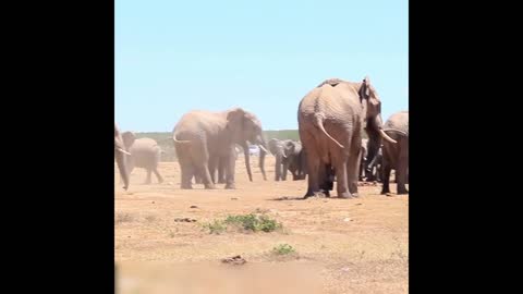 elephant crazy moment