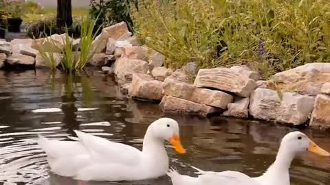 Baby ducks in my pool! First day of life. An amazing story.