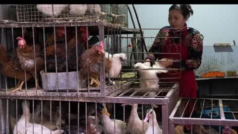 First human case of H10N3 bird flu