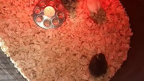 Chicks in a Brooder