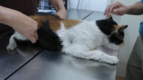 The 10-year-old female stray cat has a gigantic swollen face.