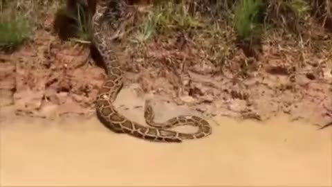 While swimming they found a giant anaconda.... These kids are really brave... Watch what they did