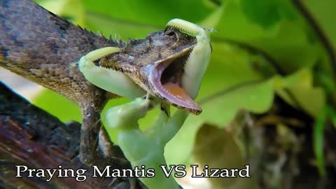 Praying Mantis: One of the Best Hunter in the world