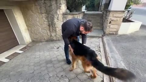 Giant German Shepherd Cries When Reunited With Family! Happiest Dogs Ever