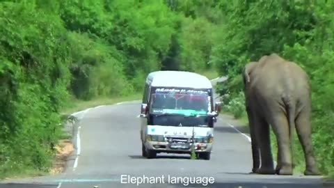 Sri Lanaka Wild Elephant | Terrible elephant attack in Jungle Road