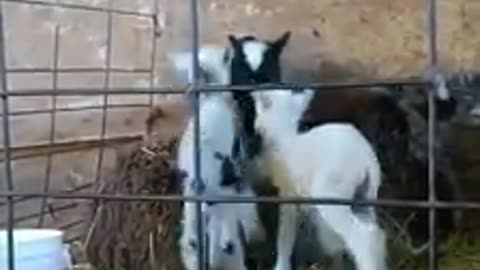 Hoppy Lambs - March 26th 2019