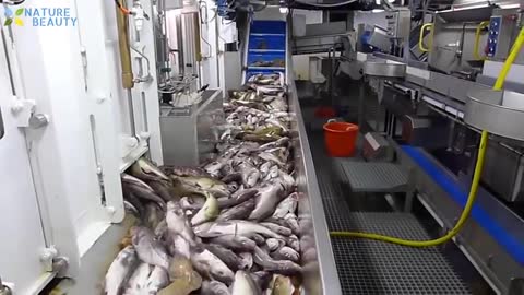 Amazing auto Lines, Catching and Processing Fish Right on Ship, Big Catch in The Sea