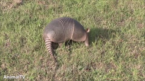 Cute ARMADILLO compilation