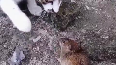 Cat and mouse funny videos 2022 🤣😂🤣😂