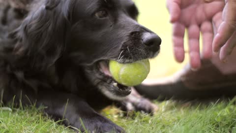 Dog Chewing Tennis Ball