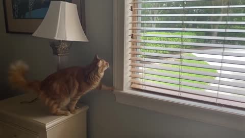 Great Dane Watches Clever Cat Close Blinds On Command