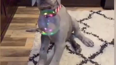 Dog Trying to eat Water Balloons