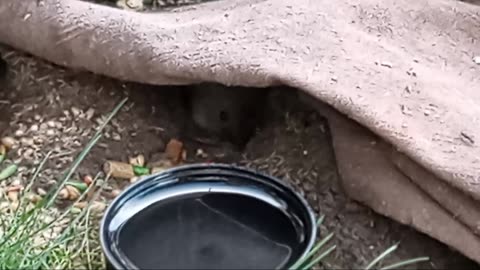 Wild Baby Popcorn Gerbil & Family | Wyoming Voles