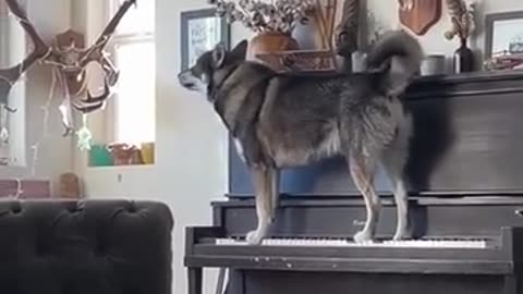 A Dog Who Can Sing and Play Piano