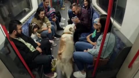 Friendly Dog Viola Brightens Up the Metro! 🚇🐶❤️