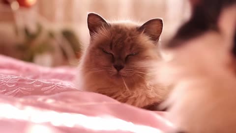 Two cats sitting under orange plaid