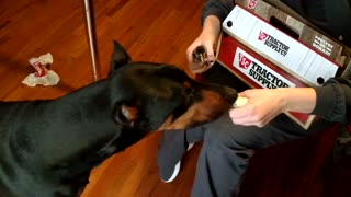 Doberman Pinscher meets baby chicks CONFUSED