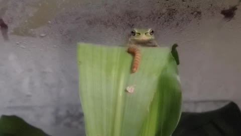 Mealworm Eating Frog