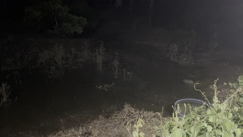 The Frogs Sing and Crickets Chime on Phuket Thailand in the Jungle Night