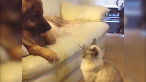 Friendship Between Cats & Dogs