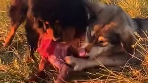 Aggressive Rottweiler Puppy