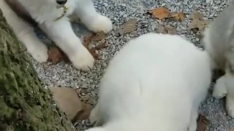 Cute group of puppies playing, look happy