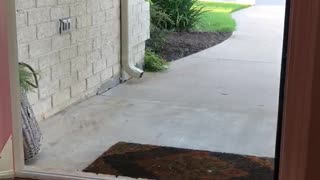 Pup learning to deliver the mail