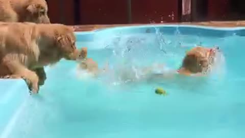 Dogs swimming