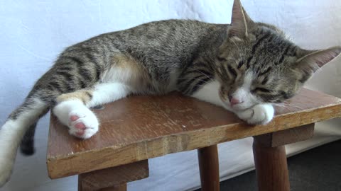 Cute Kitty Sleeps on a Chair