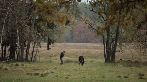 Man leads a cow calf over a rope in a meadow. Young bull in the pasture. Back view