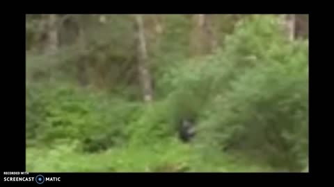 Fisherman Films Bigfoot!