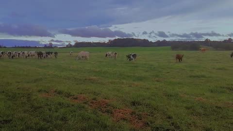 Breathtaking Views: Cows Grazing in Wide Open Green Field - Relaxation & Nature