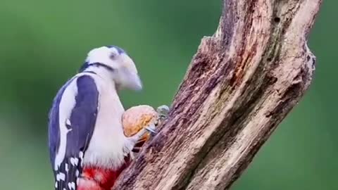 great spotted woodpecker