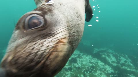 Sea lions under the sea