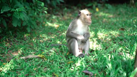 Monkey sitting in the grass