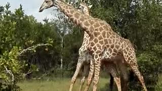 Young Playful Giraffes Tiff under Trees