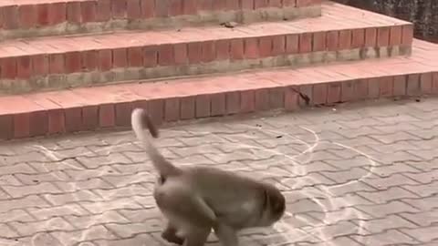 Funny monkey video