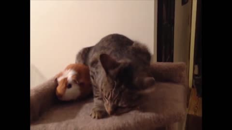 Funny cat and guinea pig